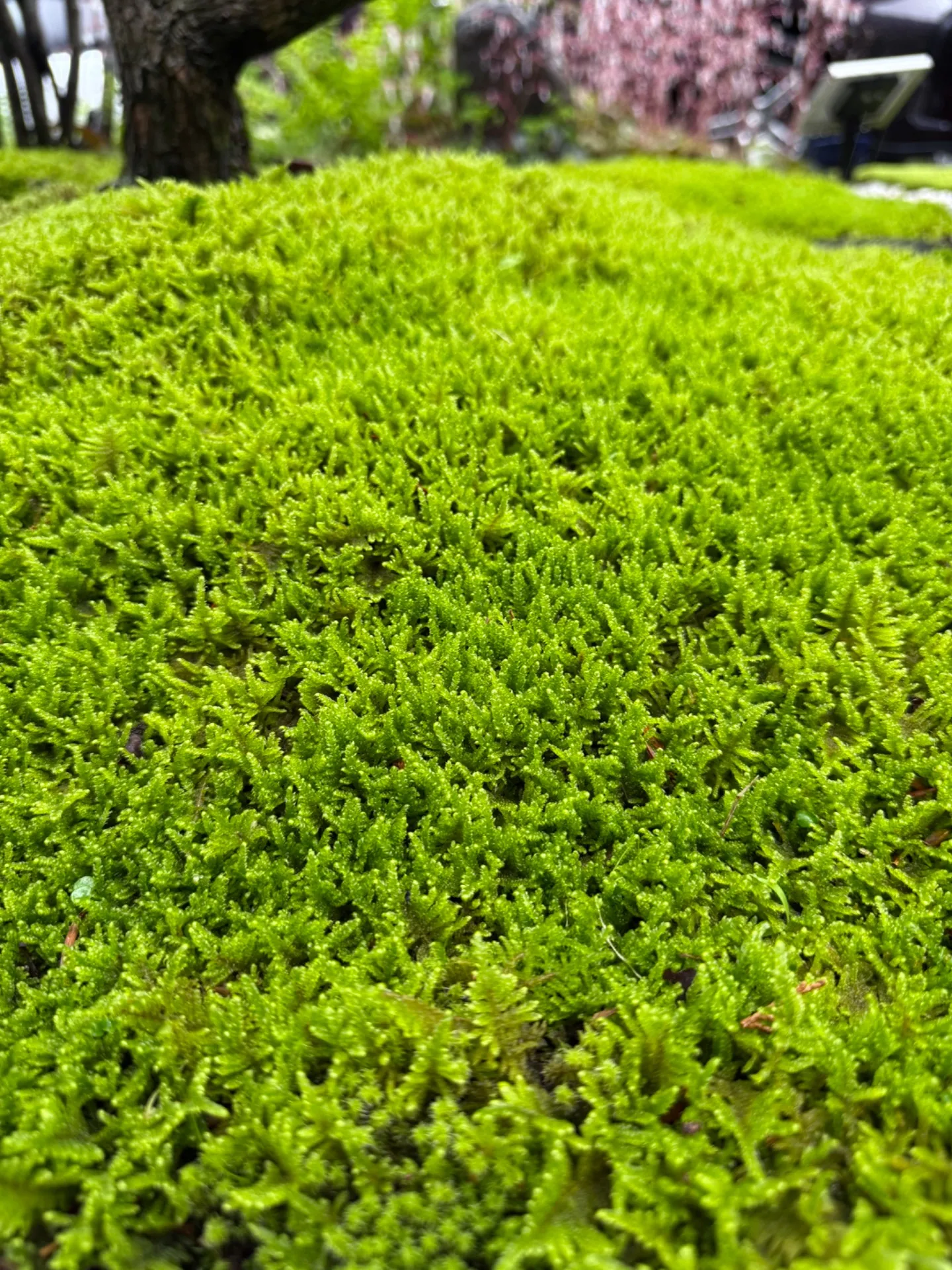 ハイゴケの魅力と半日陰の庭作り