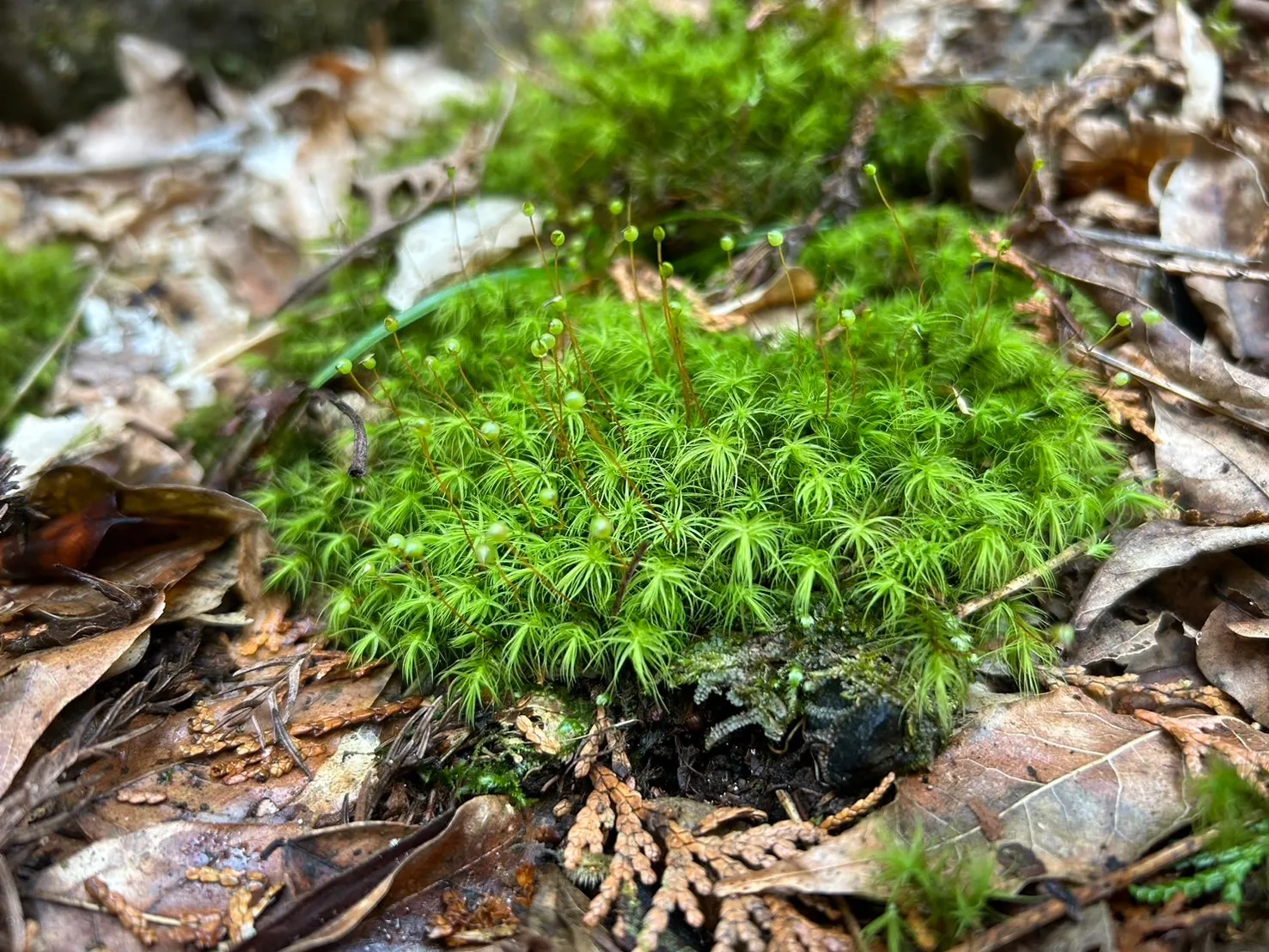 タマゴケの育て方完全ガイド